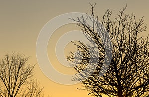 Bare trees at sunset