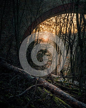 Bare trees during sunset in the autumn forest under a stone bridge