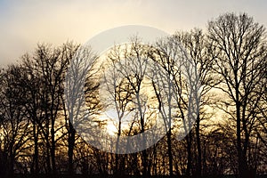 Bare trees at sunset in Germany