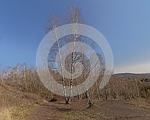 Bare trees on Terril de l`Heribus i Mons, Walloia photo