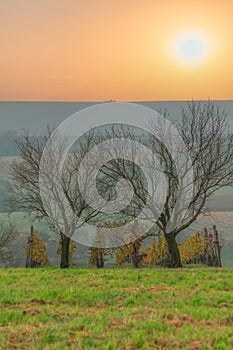 Bare trees and vineyards in autumn at sunset. Kyjov, South Moravia, Czech Republic