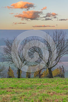 Bare trees and vineyards in autumn at sunset. Kyjov, South Moravia, Czech Republic