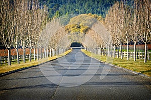 Bare Trees, Wine Country Road, California