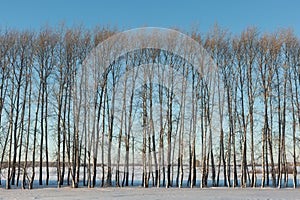 Bare trees in winter