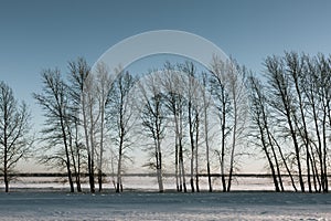 Bare trees in winter