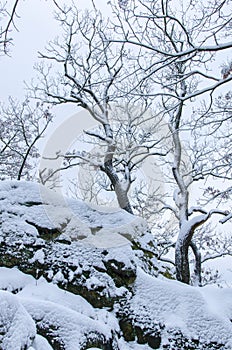 Bare trees in winter atop rocks