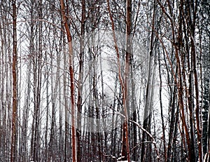 Bare trees in winter evening