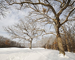 Bare trees in winter forest