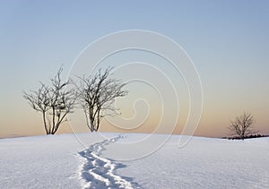 Bare trees in winter landscape