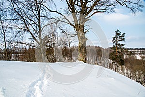 Bare trees in winter mound