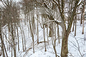 Bare trees in winter