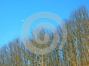 Bare treetops of oaks in winter light