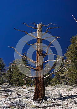 Bare trunk of a Great Basin Bristlecone Pine in the White Mountains of California.