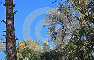 BARE TRUNK OF PINE TREE WITH BRANCH STUMPS