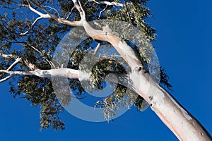 Bare trunk sycamore tree against a blue sky.