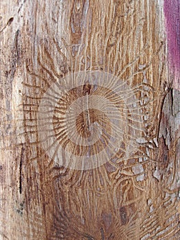 The bare trunk of a tree eaten by a bark beetle