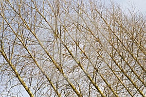 Bare trunks of birch