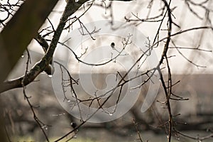 Bare twigs with dew