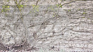 Bare Vines Over Concrete Block Wall