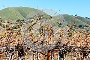 Bare vines in a winter vineyard with green distant hills in background