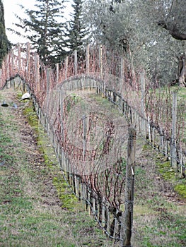 Bare vineyard field in winter . Tuscany, Italy
