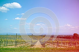 Bare Vineyards at sunset in April, before they start growing. Near Riquewihr, Alsace. Colored Light leak filter applied