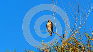 The Bare Wilderness- red tailed hawk-