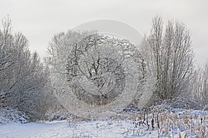 Bare winter acorn and willow covered in snow