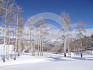 Bare winter aspens against a blue sky