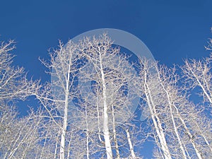 Bare winter aspens against deep blue sky