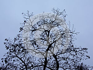 Bare winter black locust tree trop silhouette photo