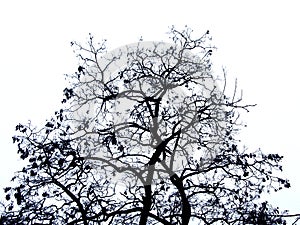 Bare winter black locust tree trop silhouette, isolated on white photo
