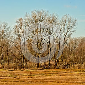 Bare winter elm trees in a sunny marsh landscape with meadows with dried golden gras and reed