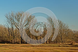 Bare winter elm trees in a sunny marsh landscape with meadows with dried golden gras and reed