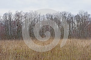 Bare winter forest and grass field in the Estonian countryside