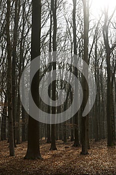 Bare Winter Forest Trees Standing Tall