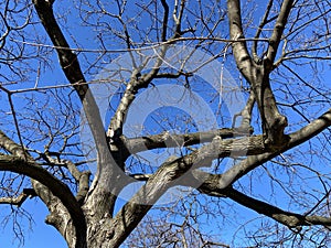 Bare Winter Tree and Blue Sky in February