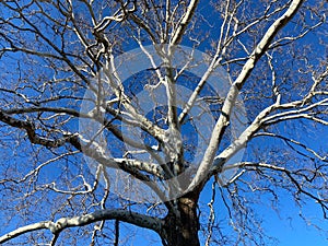 Bare Winter Tree and Blue Sky in January