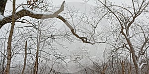 Bare winter tree brances covered in snow in the forest on Motn Royal, Canada