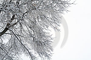 Bare winter tree branches