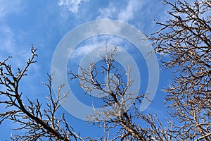 Winter Tree Branches against Blue Sky with Clouds