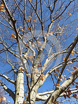 Almost Bare Winter Tree in January With Blue Sky