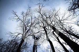 Bare winter trees and branches looking upwards