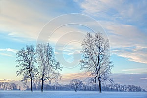 Bare Winter Trees at Dawn