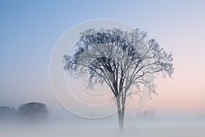 Bare Winter Trees in Fog