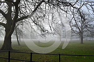 Bare winter trees on misty morning