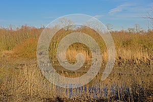 Bare winter trees, shrubs and golden read on the embakment of river Scheldt, Ghent, Flanders