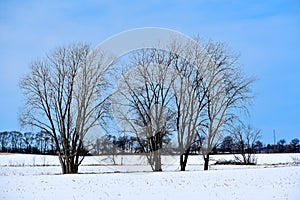 Bare Winter Trees with Snow and Blue Skies