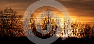 Bare Winter Trees Standing Silently as the Sun Sets Behind them