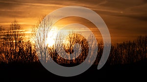 Bare Winter Trees Standing Silently as the Sun Sets Behind them